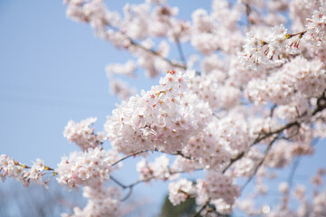 벚꽃, cherry blossoms