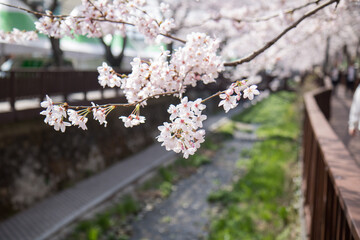벚꽃, cherry blossoms