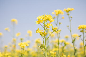 Obraz premium 유채꽃, canola flower