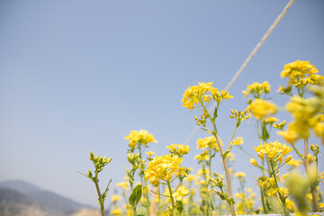 유채꽃, canola flower