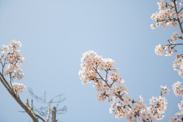 벚꽃, cherry blossoms