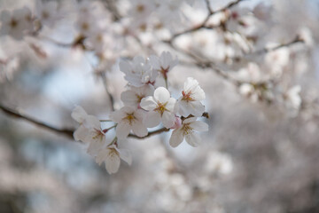 벚꽃, cherry blossoms
