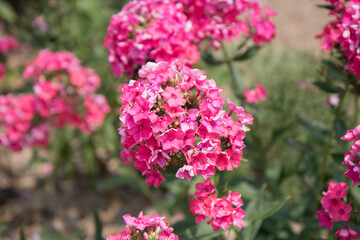 Fototapeta premium 꽃, flower