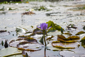 연꽃, lotus