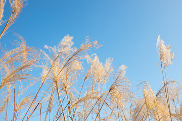 억새, silver grass