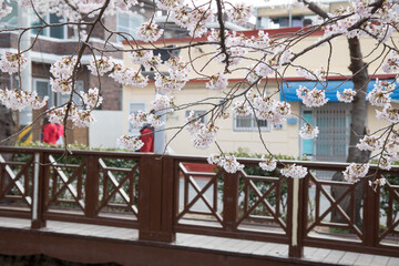 벚꽃, cherry blossoms