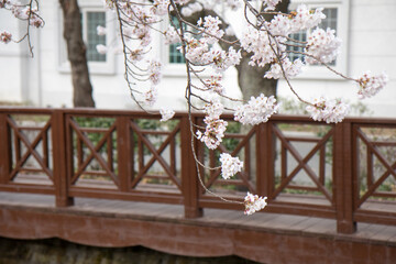 벚꽃, cherry blossoms