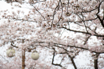 벚꽃, cherry blossoms