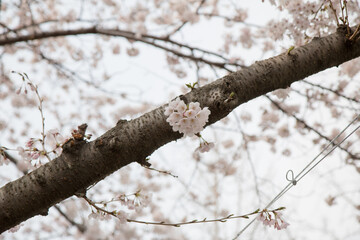 벚꽃, cherry blossoms