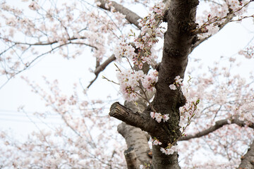 벚꽃, cherry blossoms