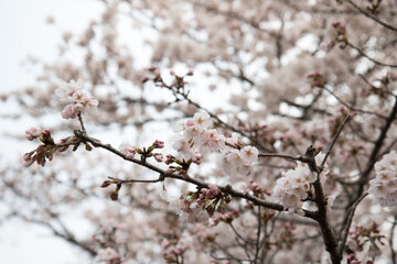 벚꽃, cherry blossoms