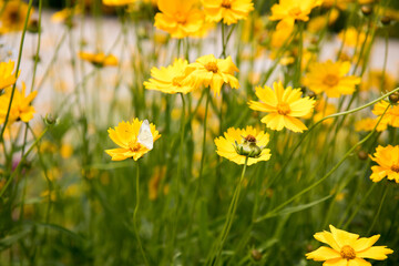 Obraz premium 코스모스, cosmos, mexican aster