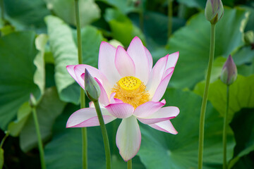 연꽃, lotus