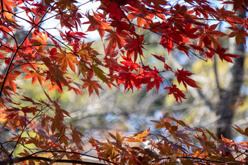 단풍, maple leaf, tinged autumnal leaf