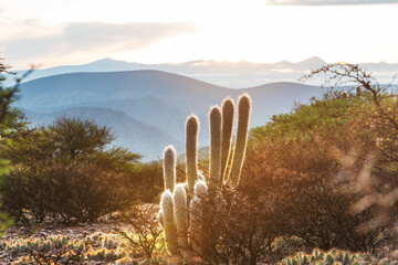 Cactus in Bolivian mountains