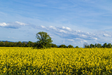 Fototapeta premium Rapeseed field with tree in middle