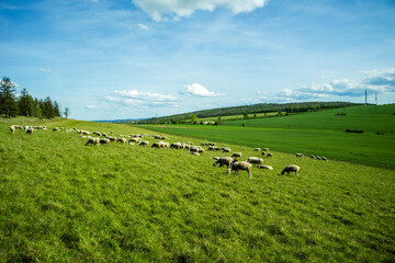 Obraz premium Sheep grazing in a field