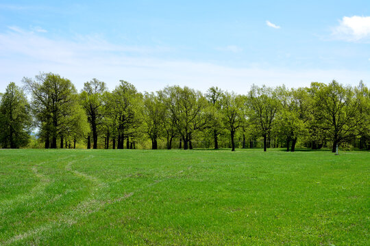 a green field with line of oak trees in the background 