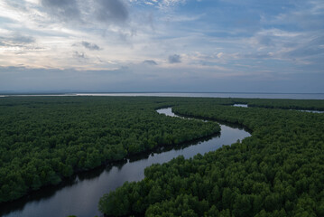 Fototapeta na wymiar Aerial view of vast mangrove forests in Indonesia