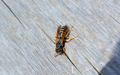 a wasp on a wooden surface isolated close up