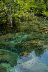 Transparent green and blue stream the tree roots and rocks under the water. Thapom Klong Song Nam in Krabi, Thailand