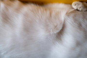 Cat white fur texture, close-up
