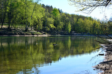 a lake with a few ducks in it and trees in the background 