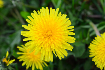a yellow dandelion with a large yellow center top view
