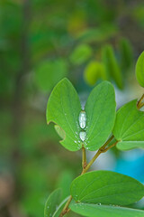 picture of rain water in between the fold of green leaf