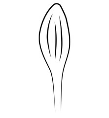 Marigold bud contour