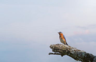 Male bluebird perched at the end of a dead tree branch with beautiful morning sky