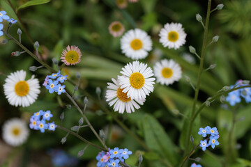 Pâquerettes et Myosotis