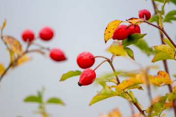 Rosehip bush with red fruits in autumn