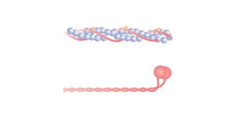 Actin and Myosin Filaments Diagram Scientific Design. Vector Illustration.