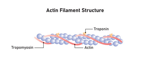 Actin Filament Diagram Scientific Design. Vector Illustration.