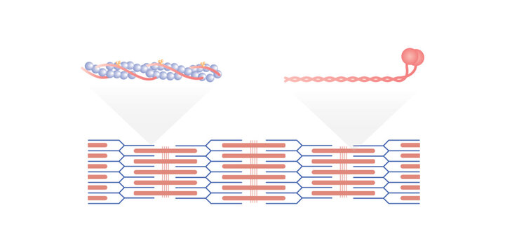 Actin and Myosin Filaments Diagram Scientific Design. Vector Illustration.