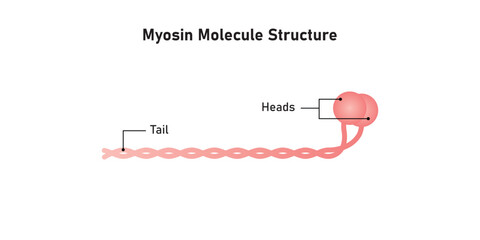 Myosin Molecule Diagram Scientific Design. Vector Illustration.