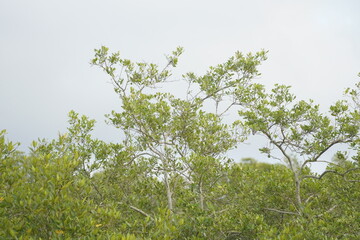 The dense mangrove trees are useful to stabilise the coastline from storm, tides and waves
