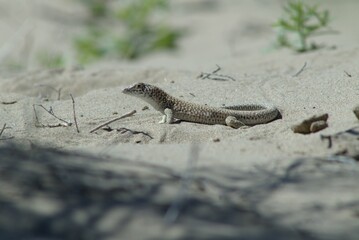 Lizard in Desert landscape in the Kazakhstan