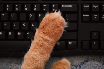 A ginger cat's paw on a black computer keyboard