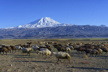 Sheep herd passing in front of Mount Ararat, Dogubayazit, Turkey