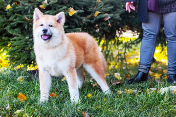 A lively Akita dog in an autumn park with its owner