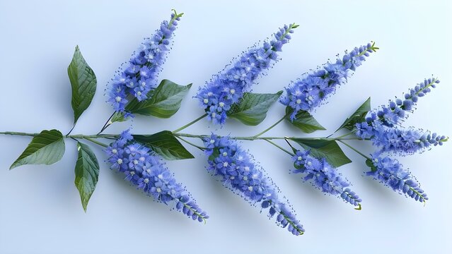 Blue Cohosh Botanical D Digital Art on White Background. Concept Botanical Art, Blue Cohosh, Digital Art, White Background