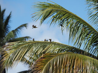 Tropical Birds on Palm Tree..