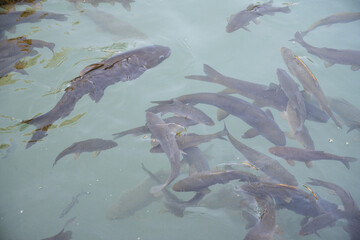 Sacred Carps in Abraham's Pool, Sanliurfa, Turkey