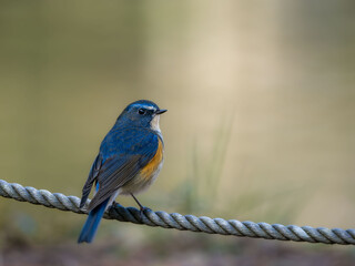 ロープに留まっているルリビタキの雄