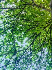 leaves in the forest