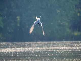 Common tern hunting in Danube river during a sunny day