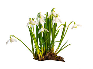 decorative basket with a high handle with a large bouquet of snowdrops, isolated on a white background