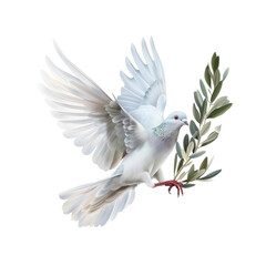 white dove of peace flying with green olive twig isolated on transparent background with space for text